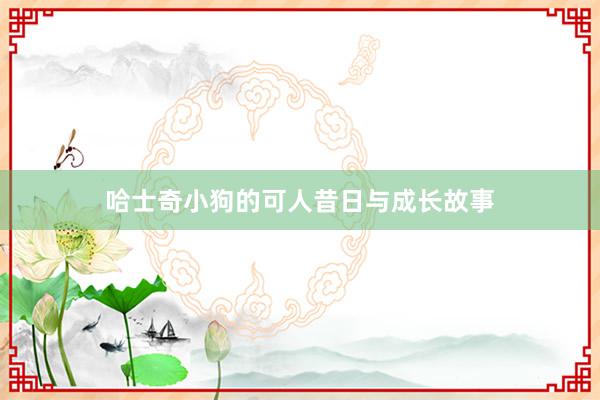 哈士奇小狗的可人昔日与成长故事